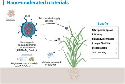 Multifaceted impacts of nanoparticles on plant nutrient absorption and soil microbial communities